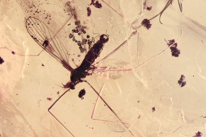 Detailed Fossil Crane Fly and Springtail in Baltic Amber #352776
